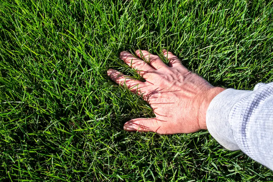 nice bermuda grass hand
