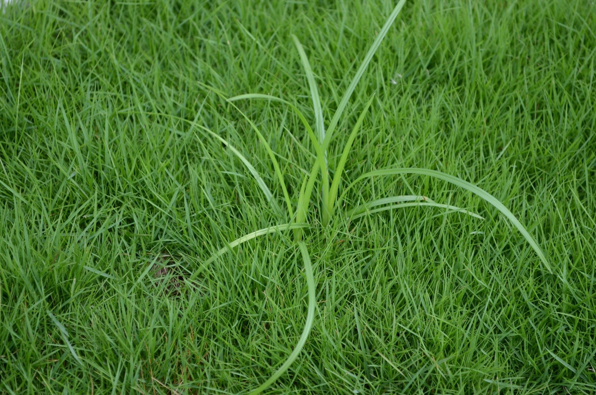 nutsedge in lawn