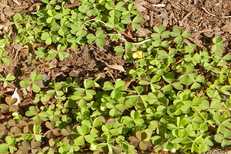 runner in oxalis