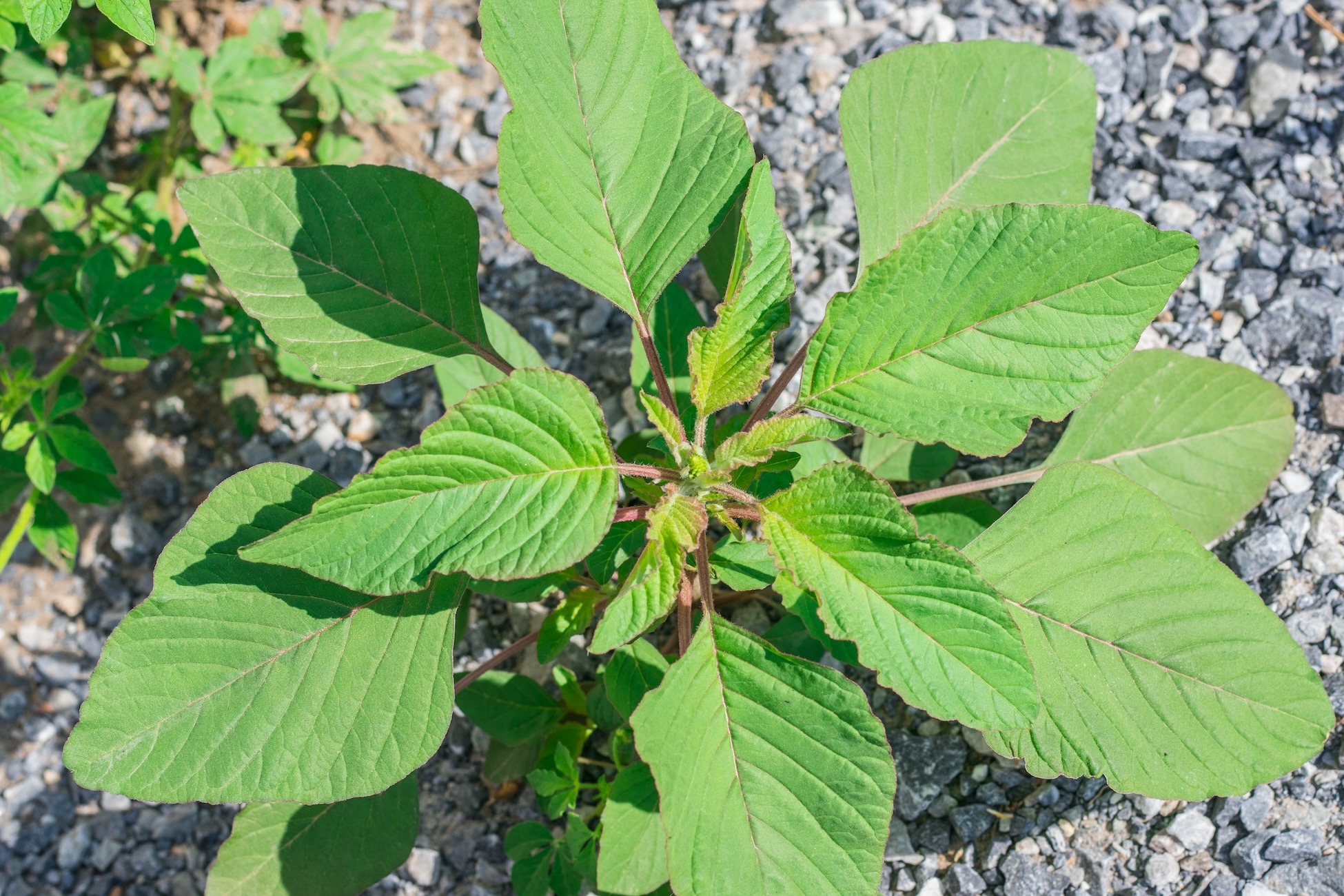 pigweed - ss