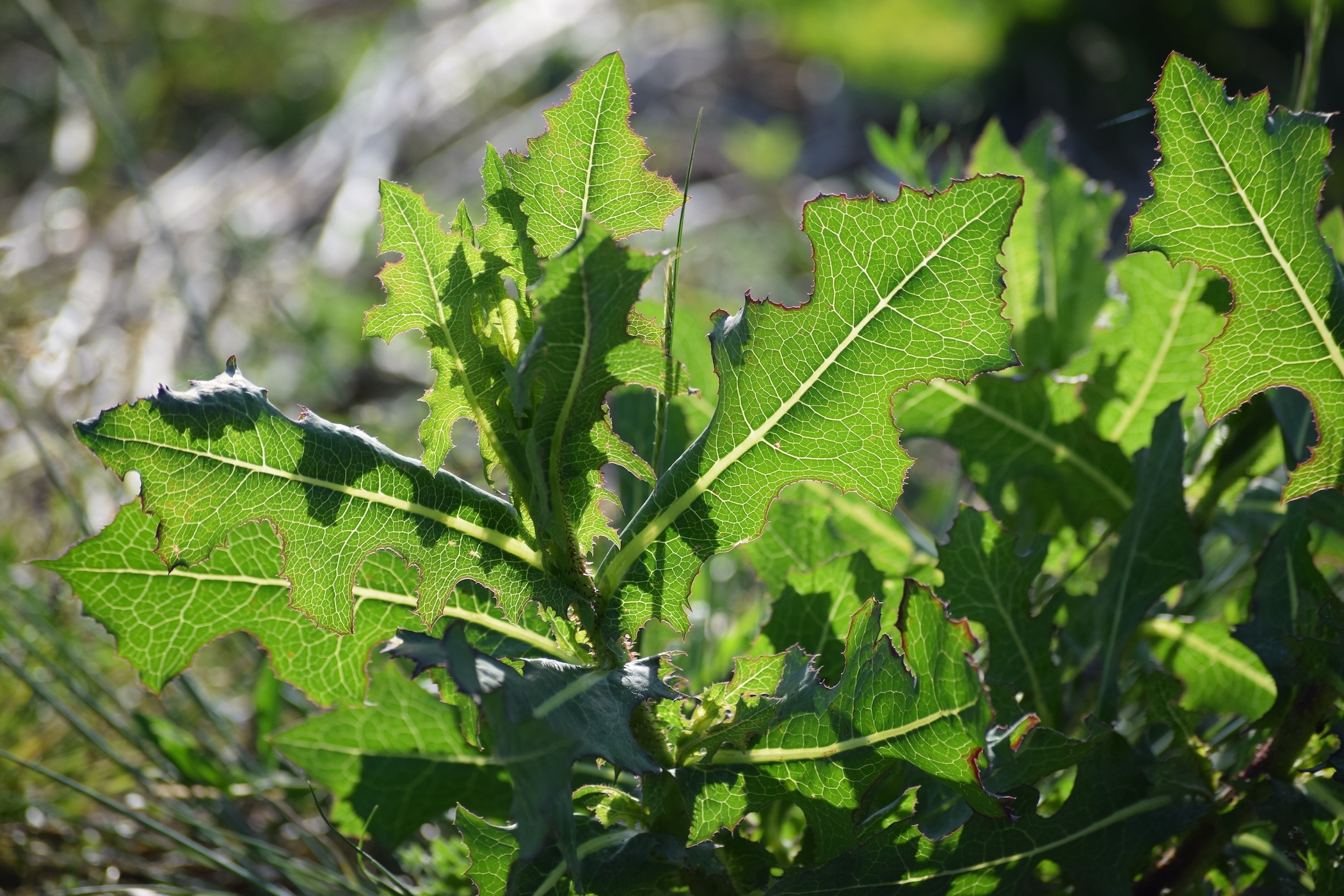 prickly lettuce - ss