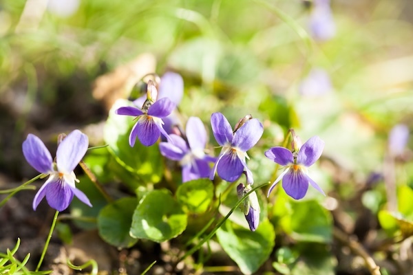 How to Get Rid of Wild Violets in Your Lawn (And Why Fall Is Your Best Shot)