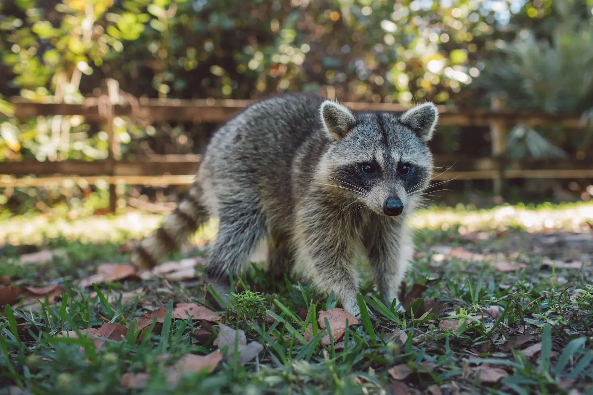 raccoon crawling in backyard inside fence toward house