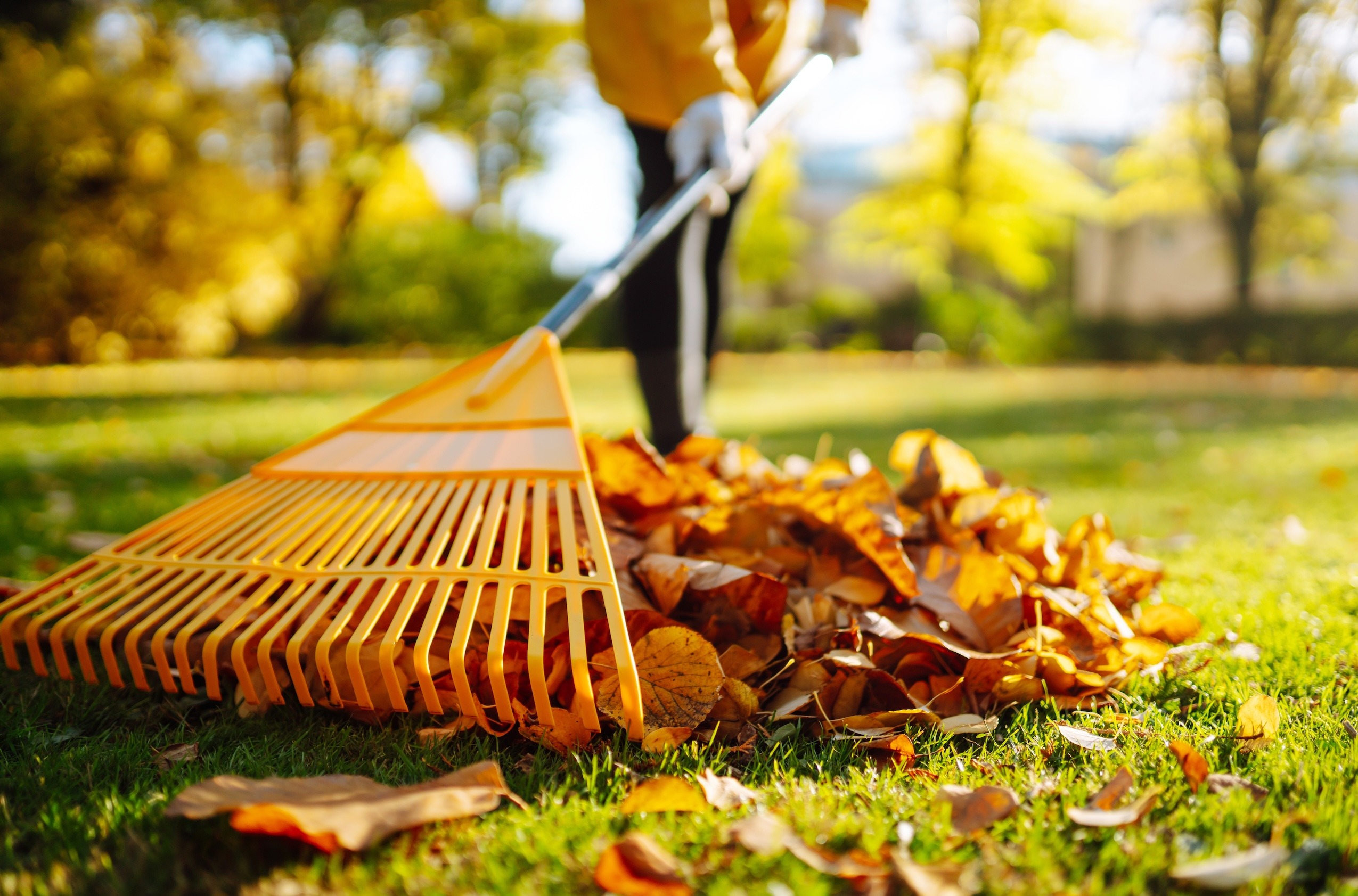 Do You Really Need To Rake All Those Leaves?