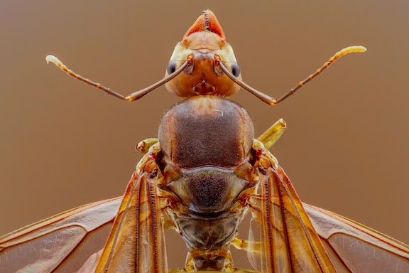 Don't Panic Yet! How to Tell If That Swarm Is Termites or Flying Ants