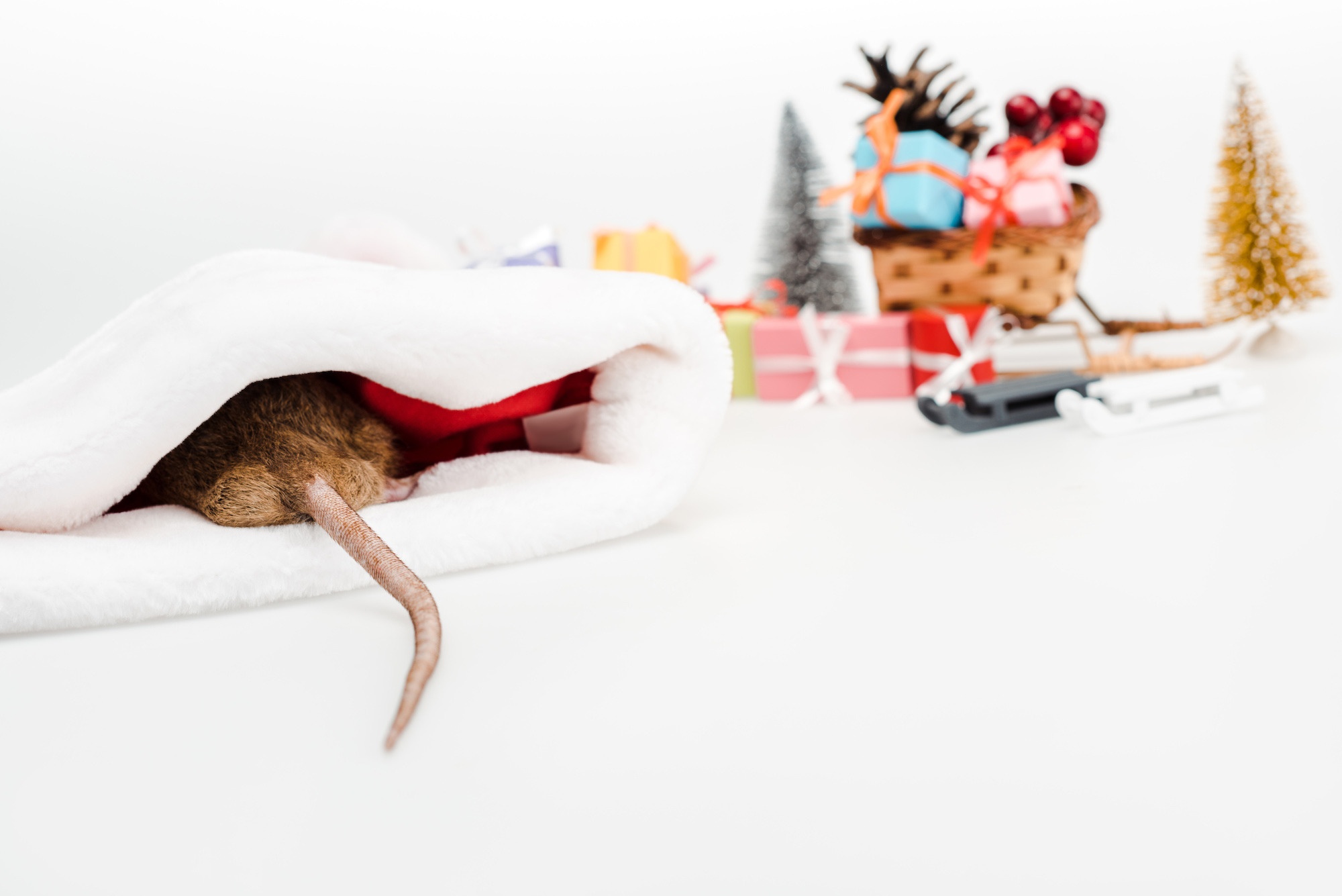 Deck the Halls, Not Your Home with Pests: Holiday Decorating Tips