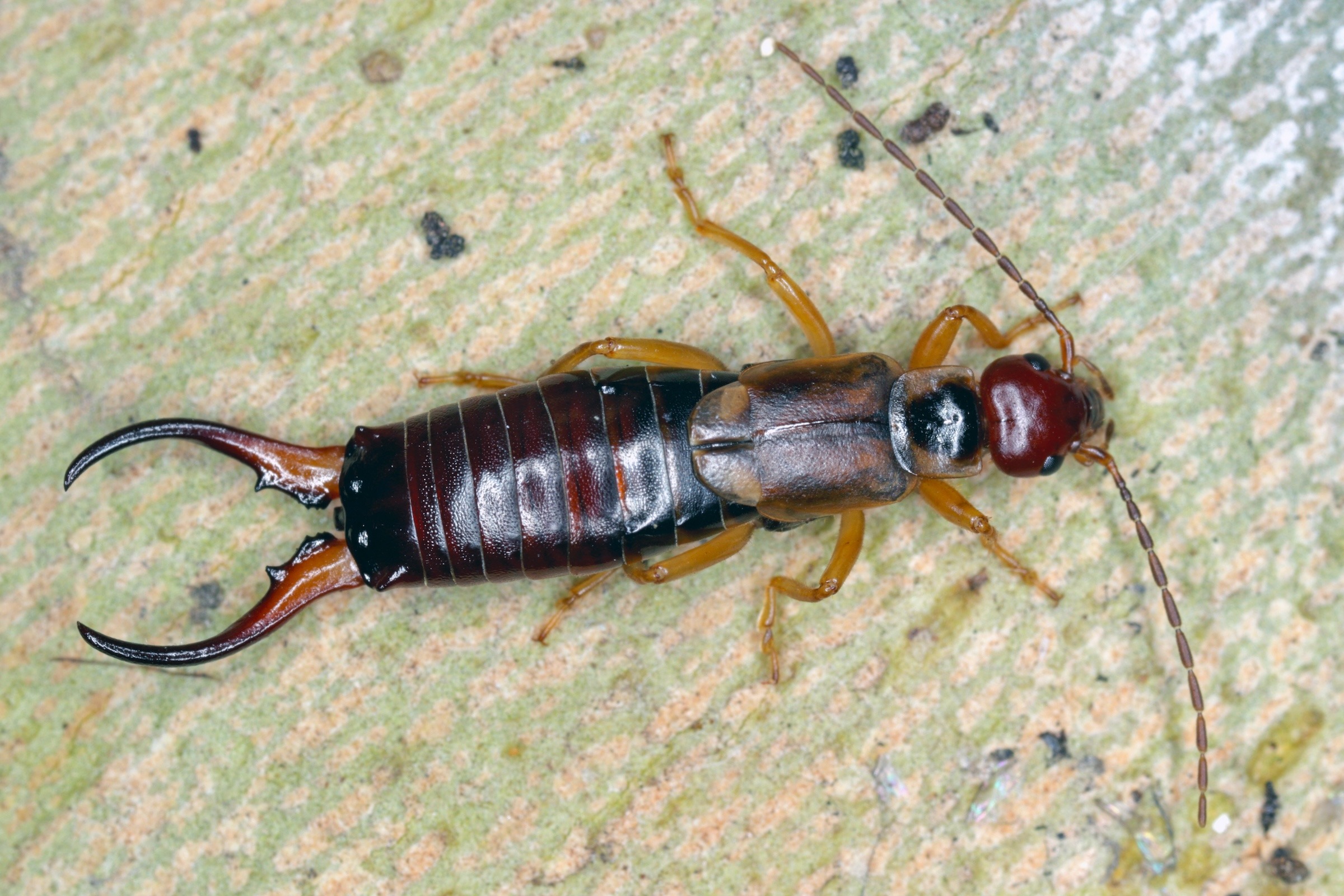 shutterstock_1862801032