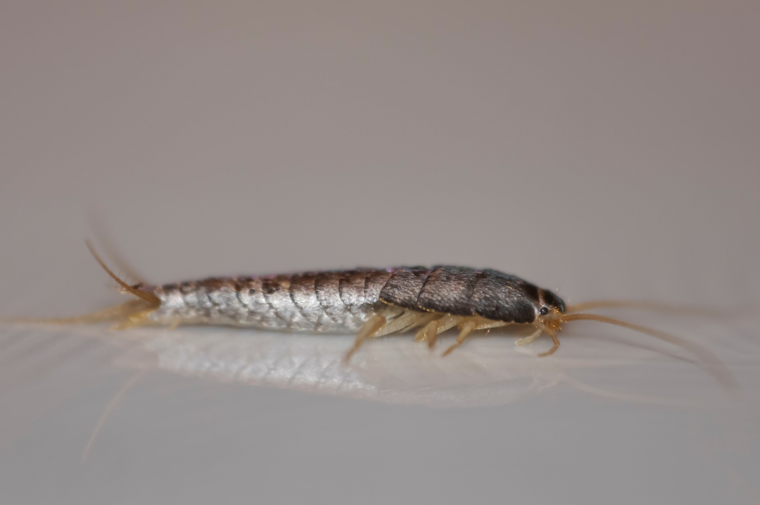 silverfish
