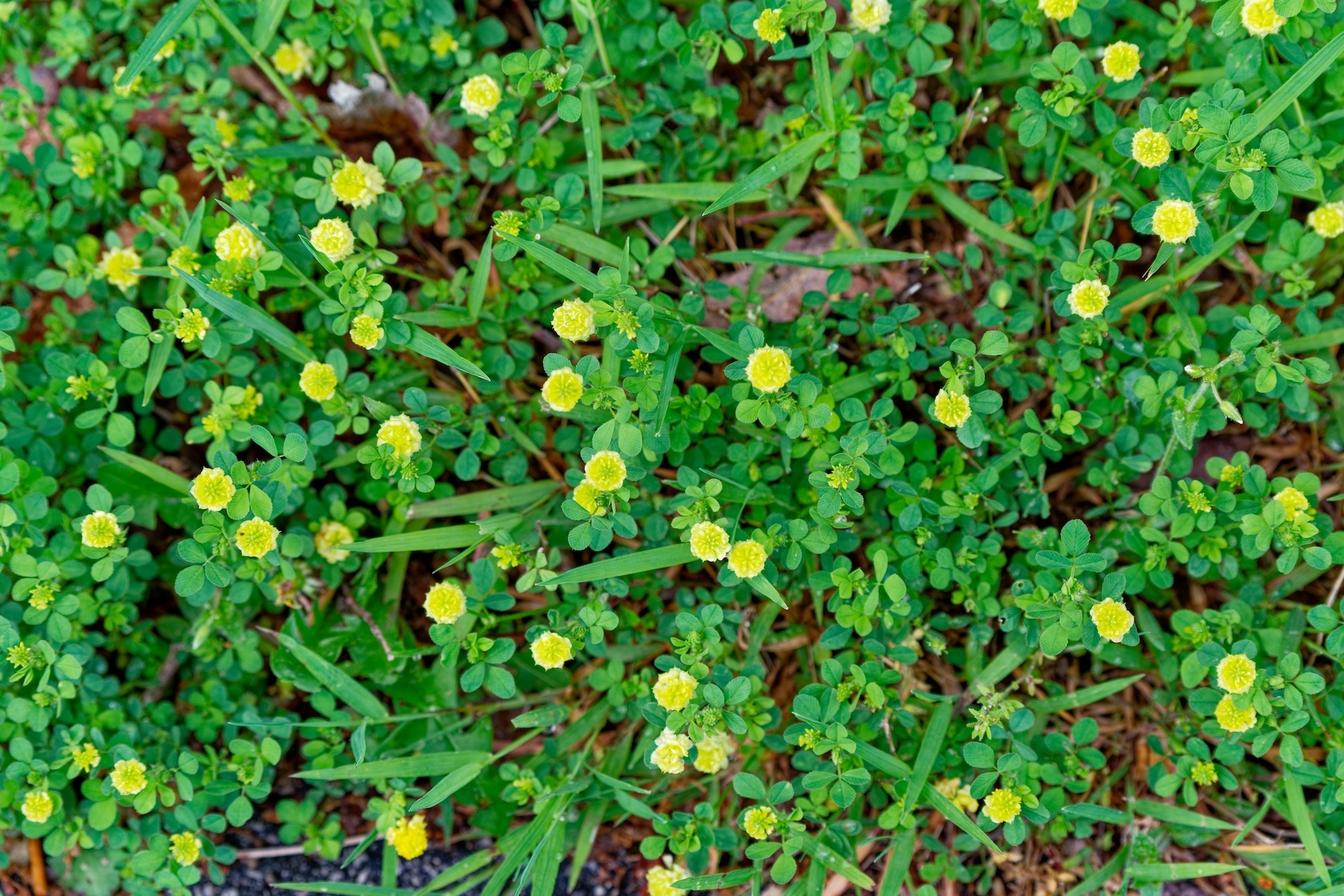 small hop clover - ss