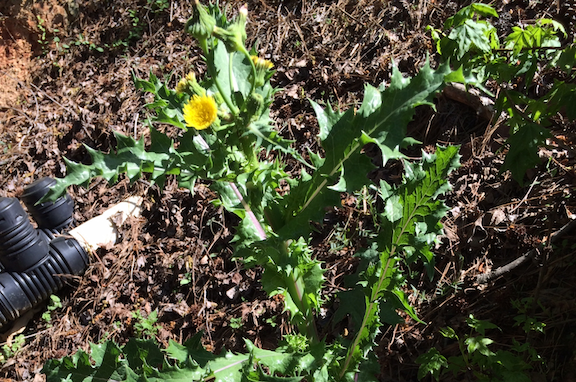 sow thistle-1