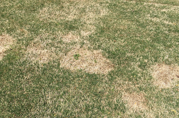 spring dead spot