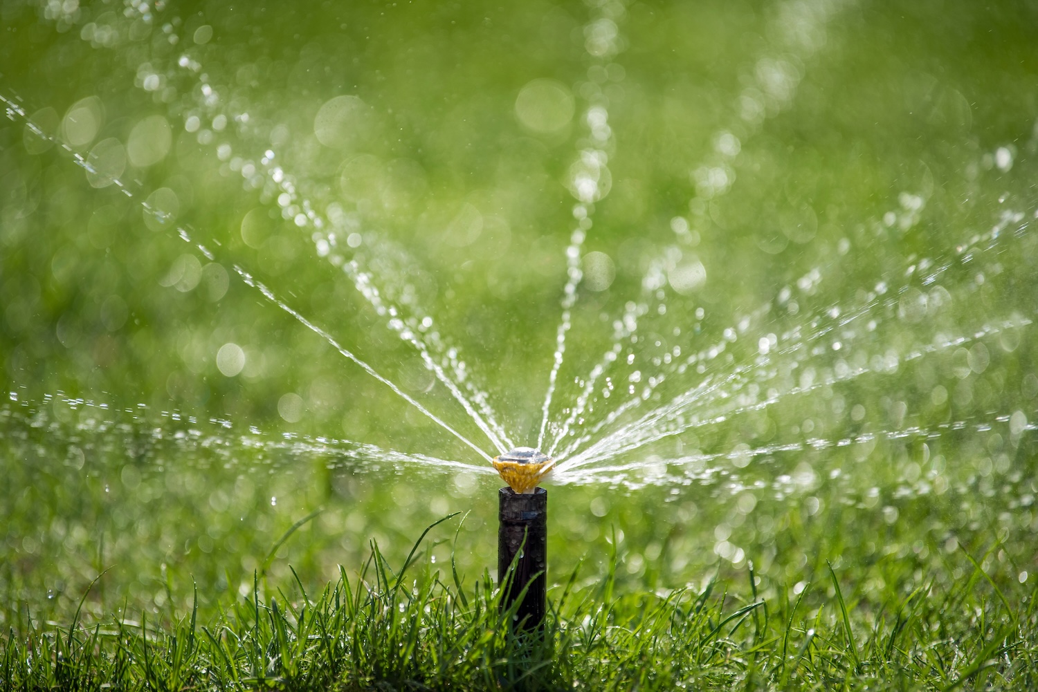 Beat the July Drought: Smart Watering Strategies for Southern Lawns