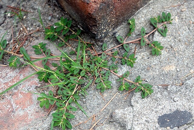 Spotlight on Spurge: That Sneaky Summer Invader