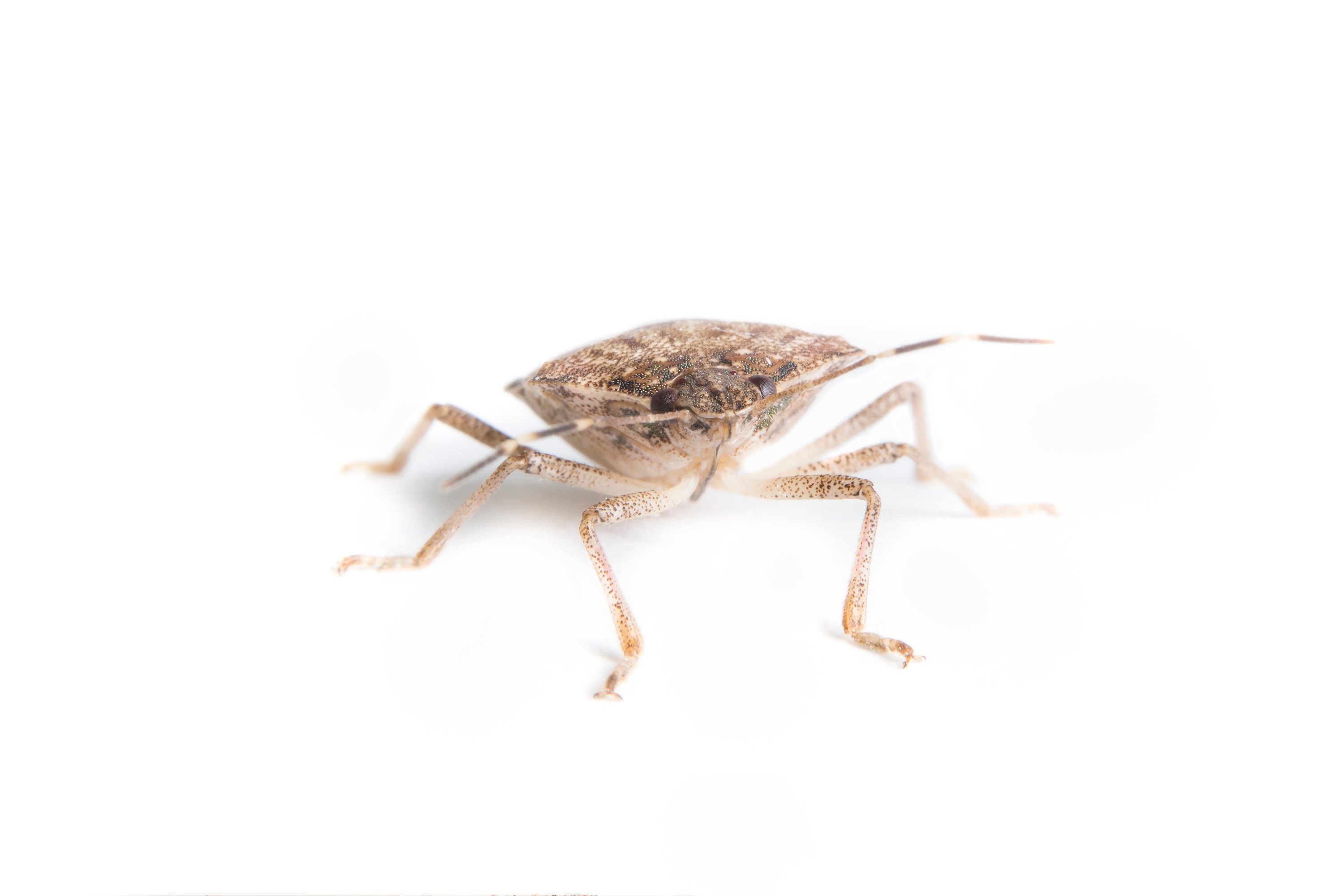 Stink Bugs vs Boxelder Bugs: Identification and Control