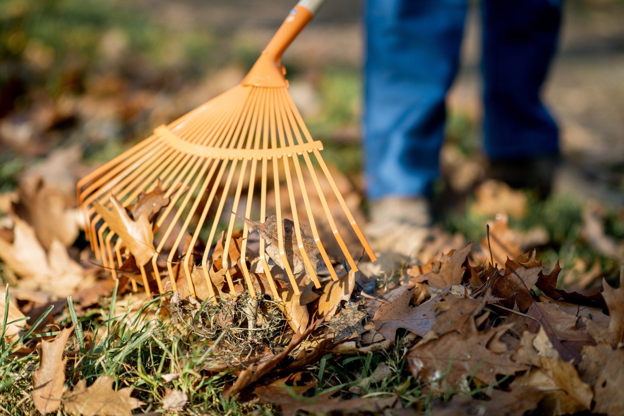 Effective Leaf Removal Strategies for a Pristine Lawn