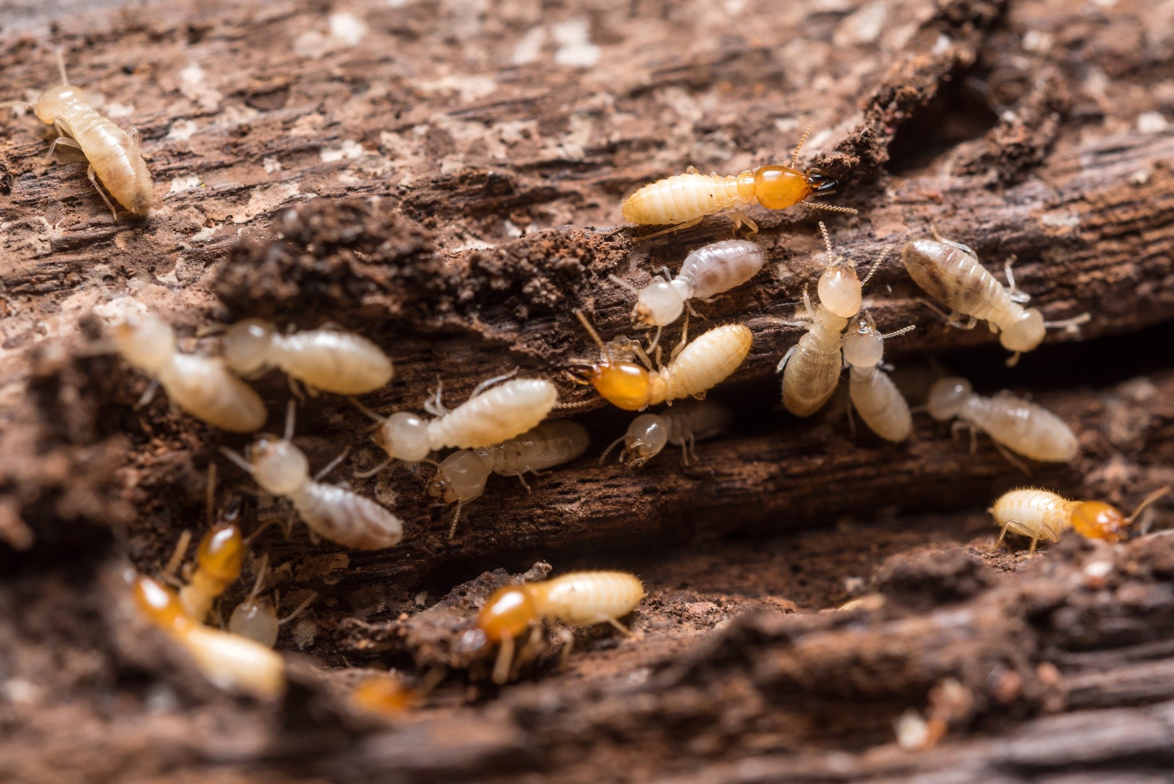 termites in wood-ss