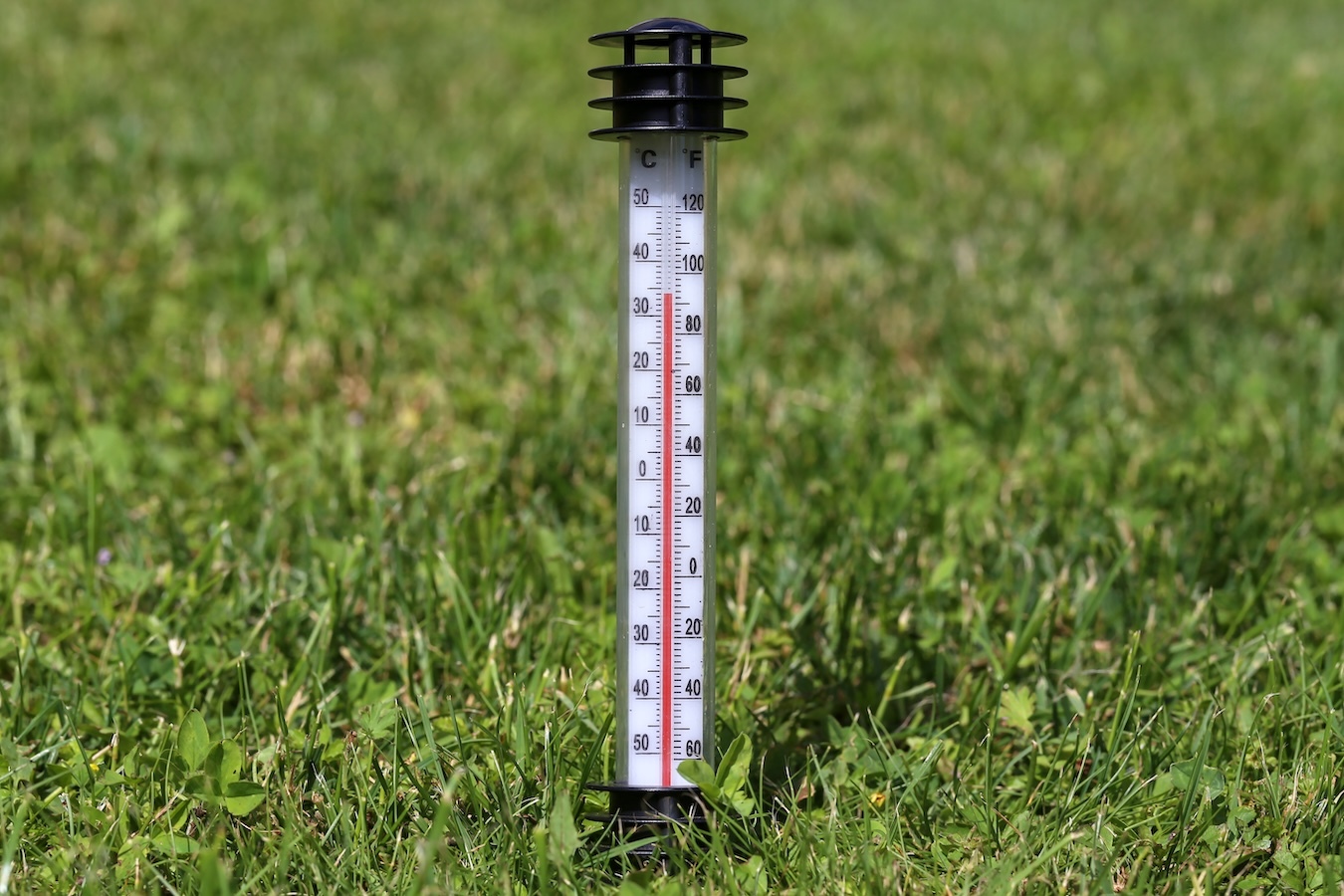 Fall Pre-Emergent Weed Control: Why August Is the Month to Start Planning