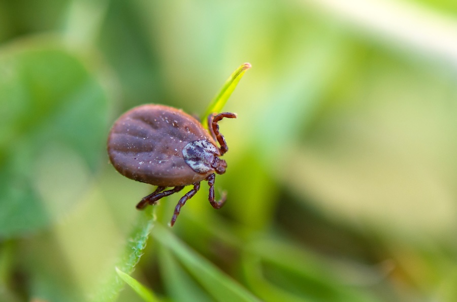 The Southeast Tick Threat: What Every Homeowner Needs to Know