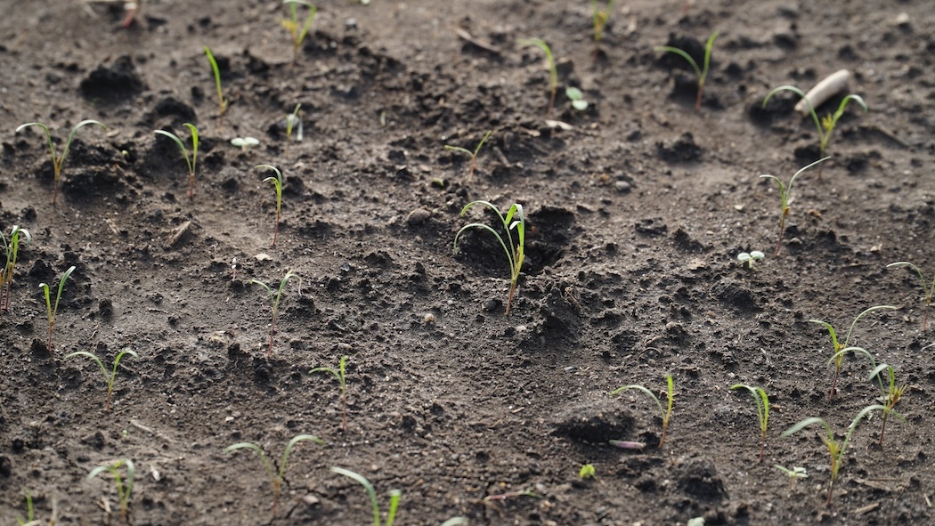 You Seeded Two Weeks Ago and Nothing's Coming Up. Here's What Went Wrong.
