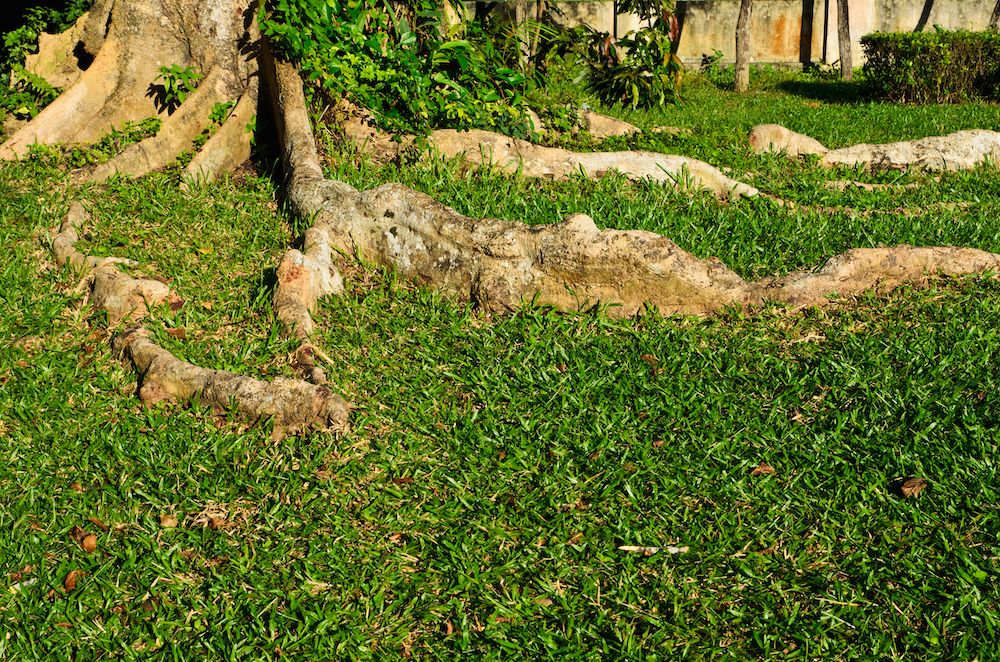 Underground Rivals: How Tree Roots Compete with Your Lawn