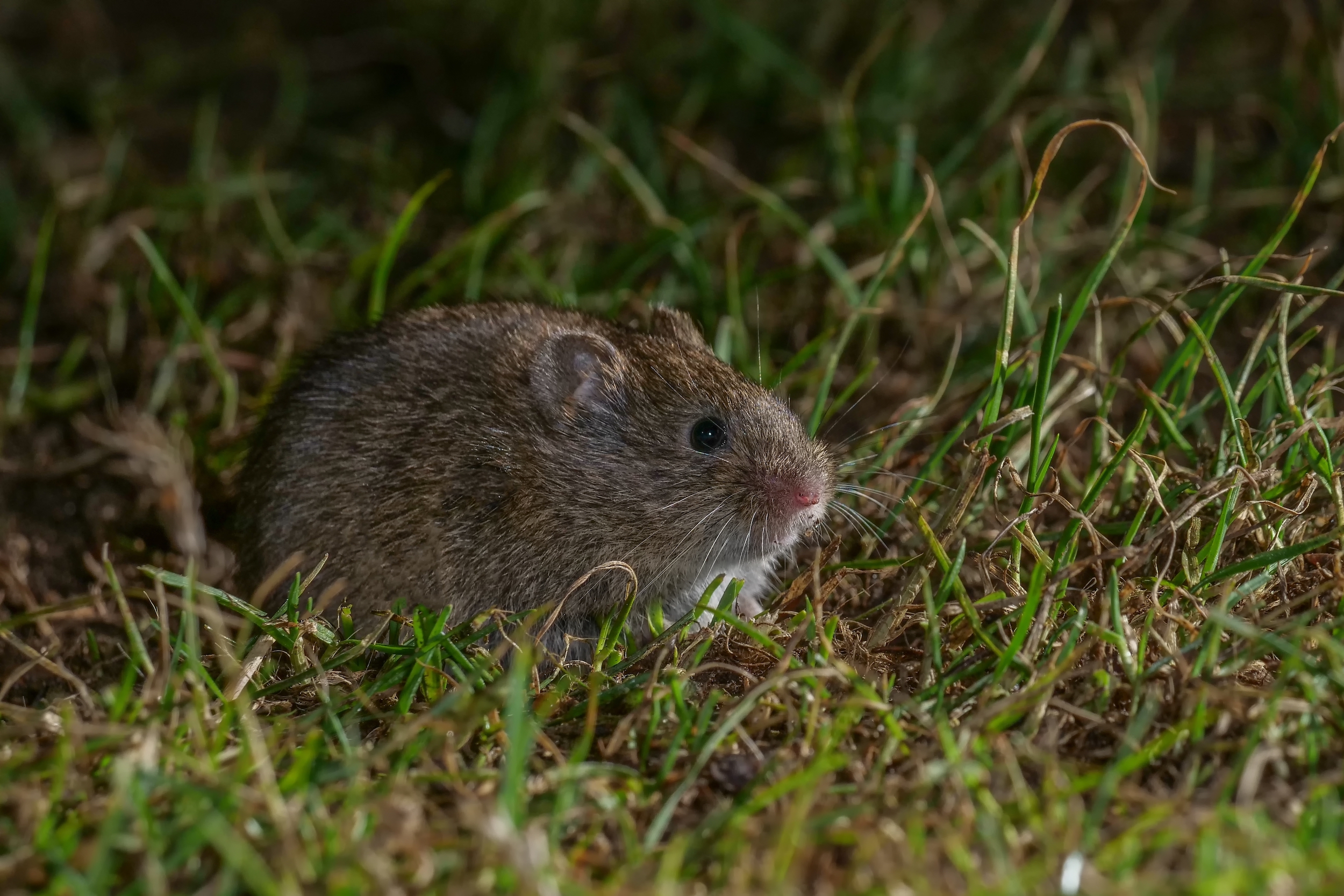 vole in grass top turf - ss-1