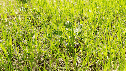 Summer Weed Pressure: Why June and July Are Make-or-Break for Your Lawn