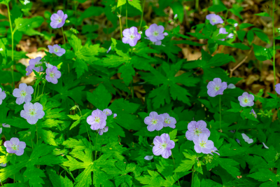 wild geranium