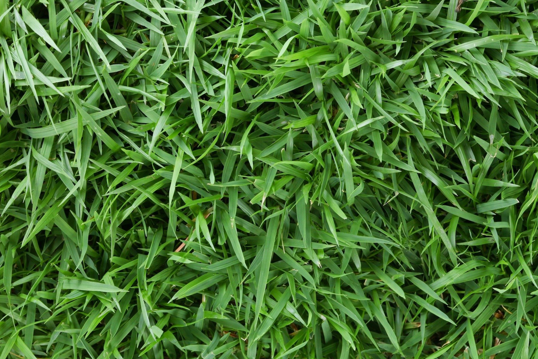 zoysia grass close up - ss