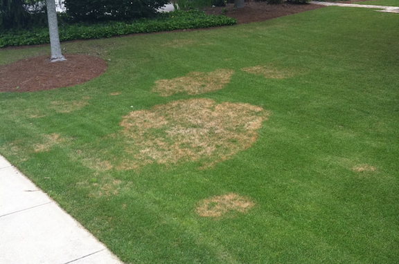 zoysia patch